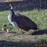 06-07-13 Casa de Fruta 070